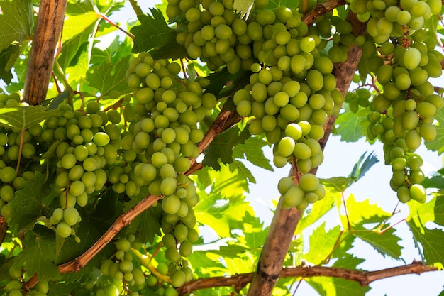 Cerrar imágenes de uva en una rama de viñedo