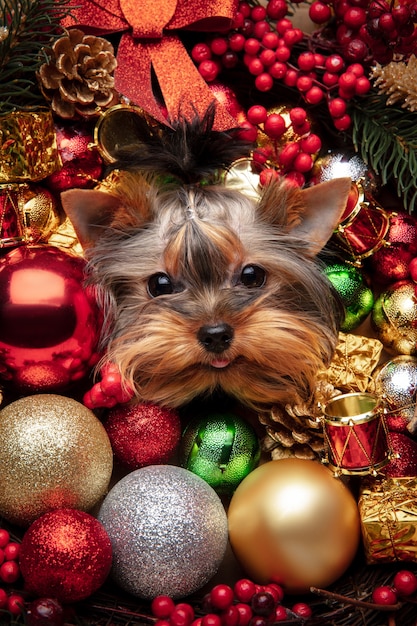 Cerrar Jack Russell Terrier perrito en la decoración de Navidad saludo Año Nuevo