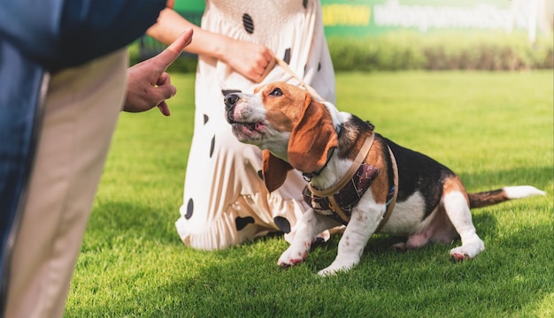 Cerrar joven adulto jugando y entrenando con perro begle en el parque al aire libre