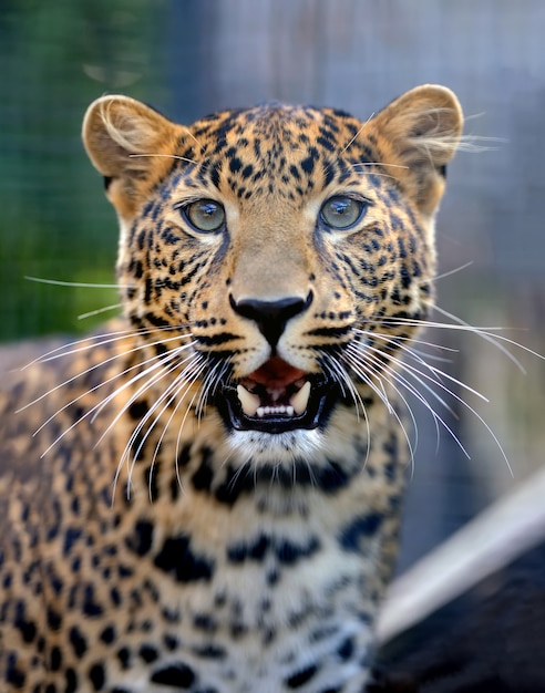 Cerrar joven leopardo en la naturaleza