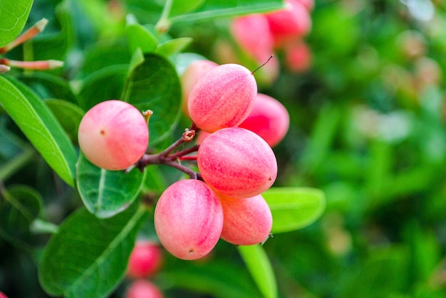 Cerrar karonda fruta en el árbol