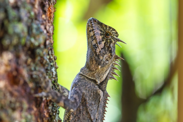 Cerrar lagarto crestado verde