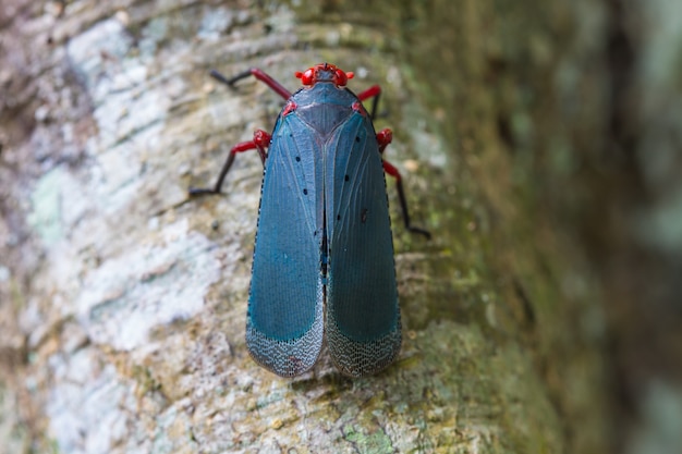 Cerrar Lanternflies en árbol