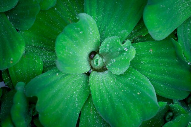 Cerrar lechuga de agua flotante