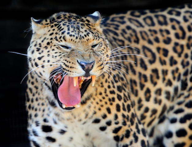 Cerrar leopardo salvaje en el fondo oscuro