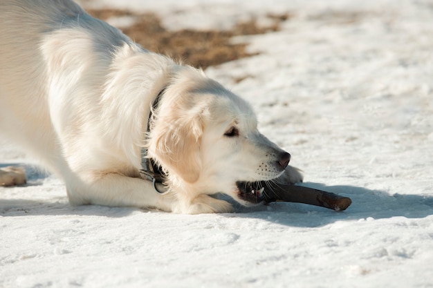 Foto cerrar en lindo perro jugando en la nieve