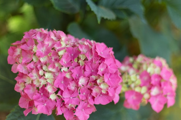 Cerrar luz rosa hortensia flores frescas desenfoque de fondo