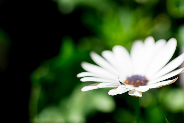 Cerrar macro flor blanca