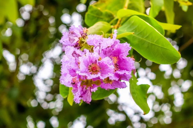 Foto cerrar macro flor de lythraceae en el árbol