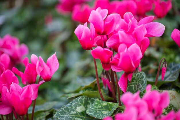 Foto cerrar macro hermosa flor rosa