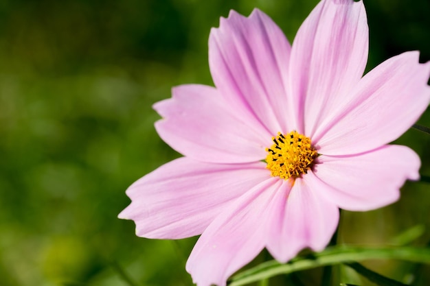 Cerrar macro hermosa flor rosa