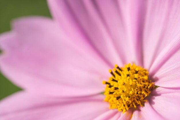 Cerrar macro hermosa flor rosa