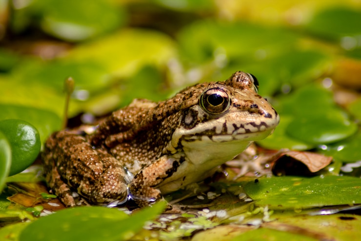 Foto cerrar macro de una rana común sobre nenufar