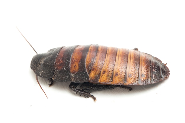 Cerrar Madagascar cucaracha silbante