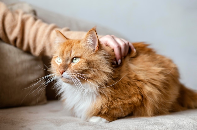 Foto cerrar la mano acariciando gato