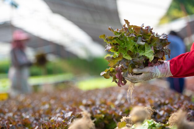 Cerrar mano agricultor en jardín hidropónico durante el tiempo de mañana