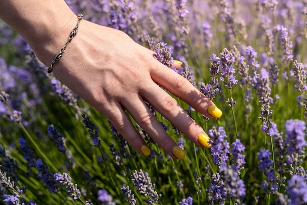 Cerrar mano femenina con manicura sobre flores de lavanda