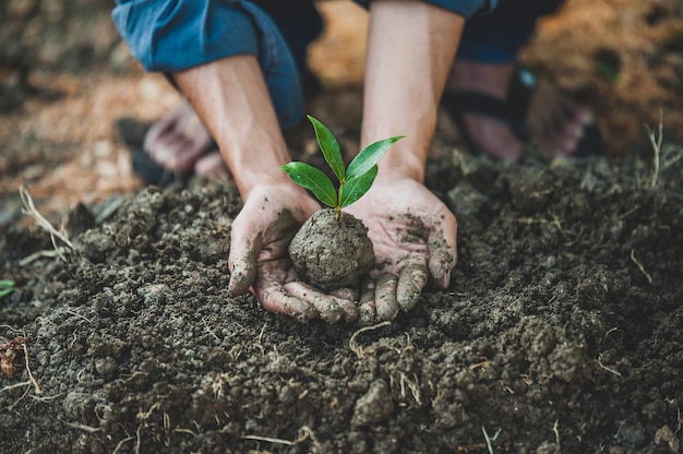 Cerrar mano plantar siembra de crecimiento de árboles