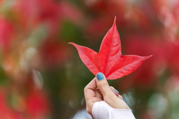 Cerrar la mano que sostiene la hoja de arce roja otoñal