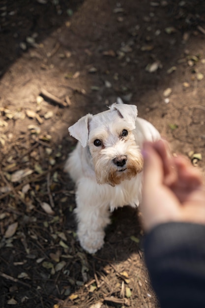 Cerrar mano sosteniendo comida para perros