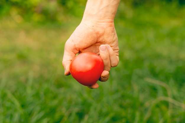 Cerrar las manos en el jardín con tomates de cosecha un