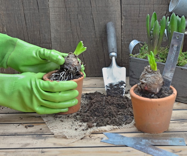 Cerrar en manos del jardinero en maceta una flor de jacinto en una maceta con guantes de jardinería