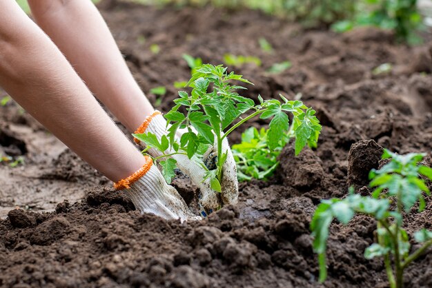 Cerrar en manos plantar árboles pequeños en el suelo