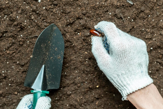 Cerrar las manos de la semilla de la planta del jardinero en el suelo b