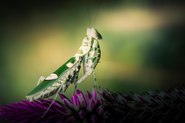 Cerrar mantis religiosa en rama con fondo de naturaleza borrosa