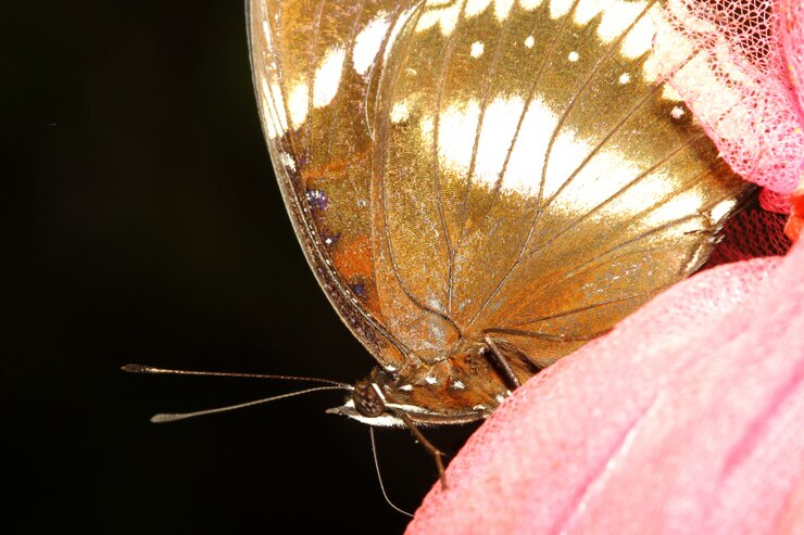 Cerrar mariposa marrón