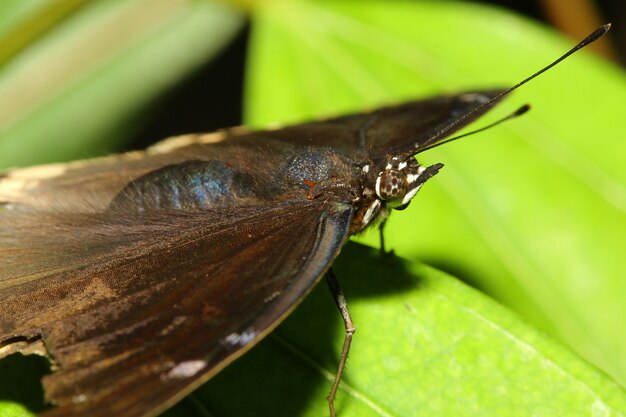 Cerrar mariposa marrón