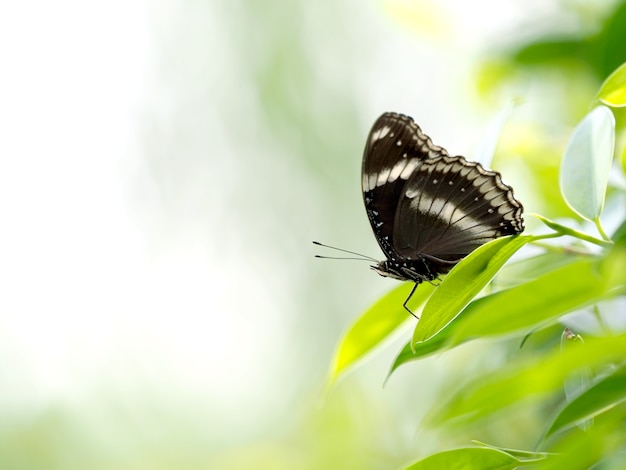 Cerrar una mariposa negra en hoja verde