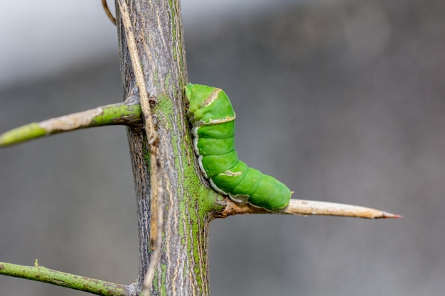 Cerrar mariposa oruga verde con fondo desenfocado La oruga de la rara mariposa pez vela Papilio machaon