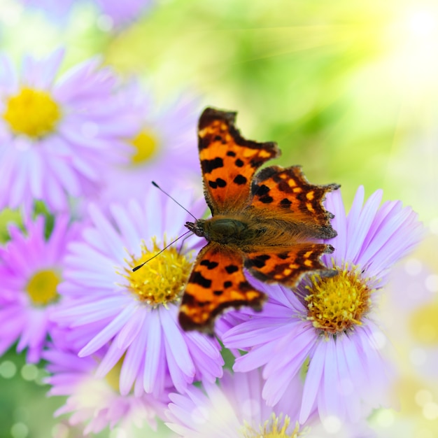 Cerrar mariposa sobre una flor