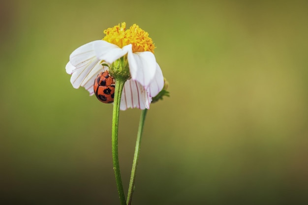 Cerrar mariquita escondida en una flor