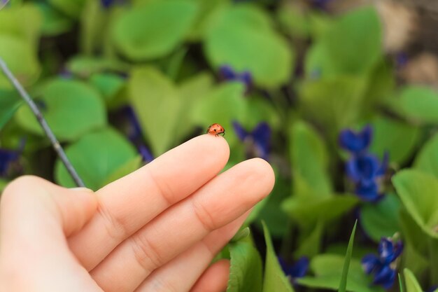 Foto cerrar mariquita en la foto del concepto de los dedos