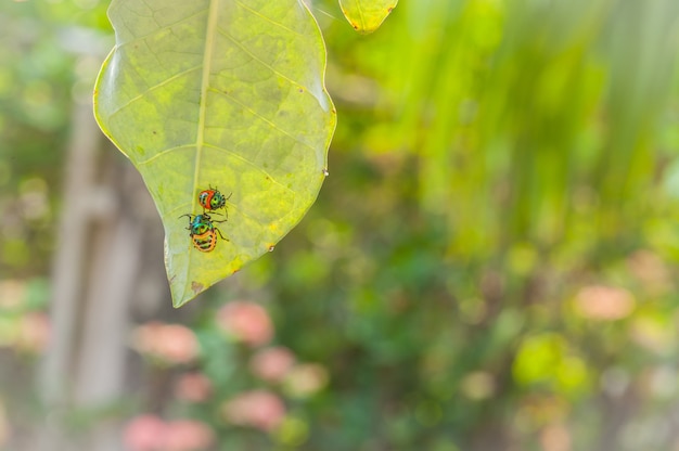 cerrar mariquita o escarabajo de licencia