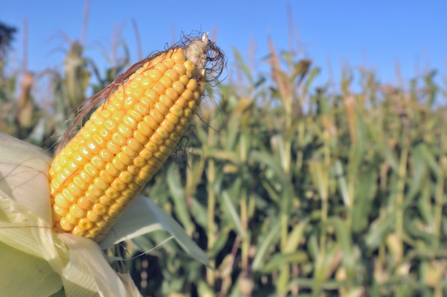 Cerrar en la mazorca de maíz madura delante de un fondo de campo