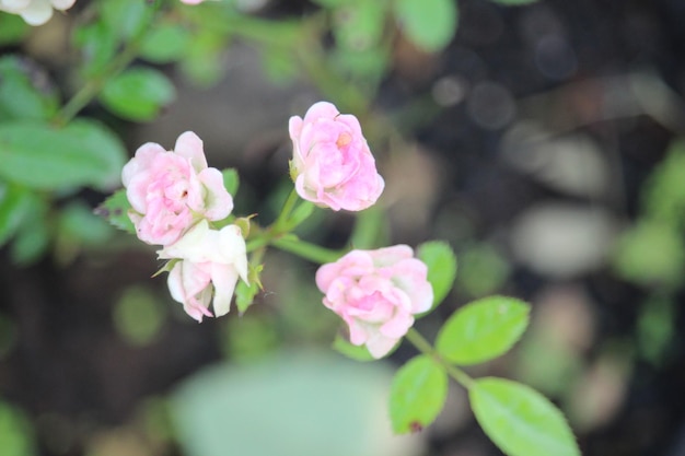 Cerrar mini rosa rosa flor floreciendo