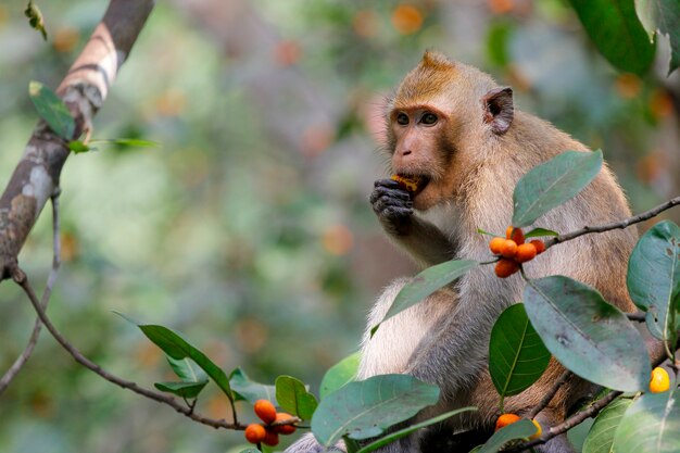 Cerrar el mono comiendo comida en árbol en tailandia