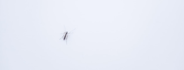 Foto cerrar un mosquito aislado sobre fondo blanco.