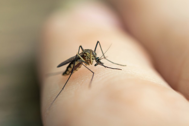 Cerrar mosquitos chupando sangre de la piel humana