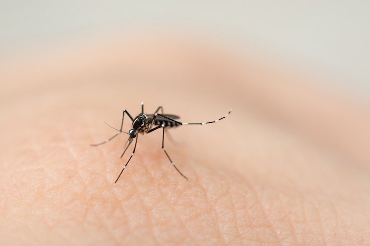 Foto cerrar mosquitos chupando sangre de la piel humana