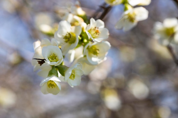 Cerrar muchas delicadas flores blancas de arbusto blanco Chaenomeles japonica