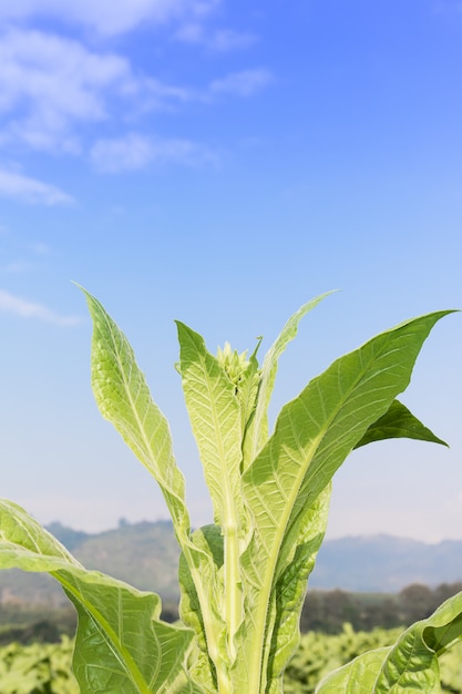 Cerrar Nicotiana tabacum