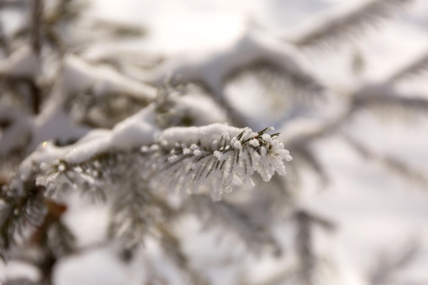 Cerrar la nieve cubrió el fondo del árbol de navidad de ramas de escarcha de abeto de invierno