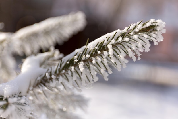 Cerrar la nieve cubrió el fondo del árbol de navidad de ramas de escarcha de abeto de invierno