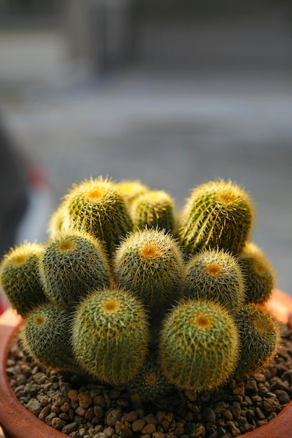 Cerrar notocactus leninghausii en maceta