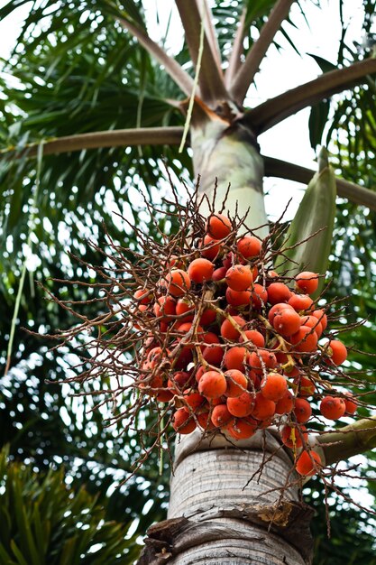 Cerrar nuez de betel roja en palmera