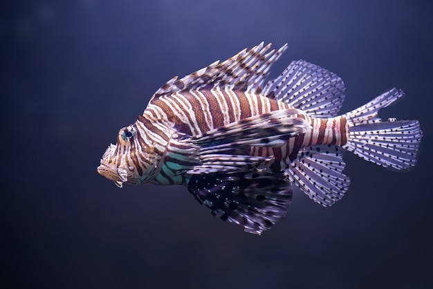 Cerrar o pez león, pterois volitans